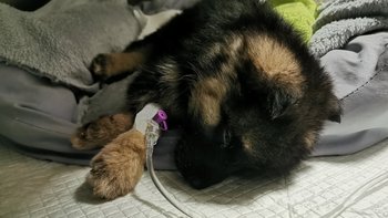 Zbiórka Walka o życie - miniaturka zdjęcia