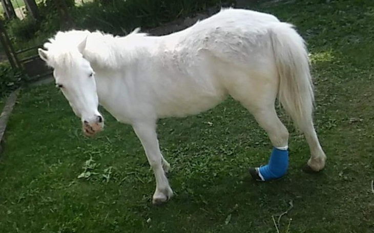 Zbiórka Opatrunki , wizyta weterynarza - zdjęcie główne