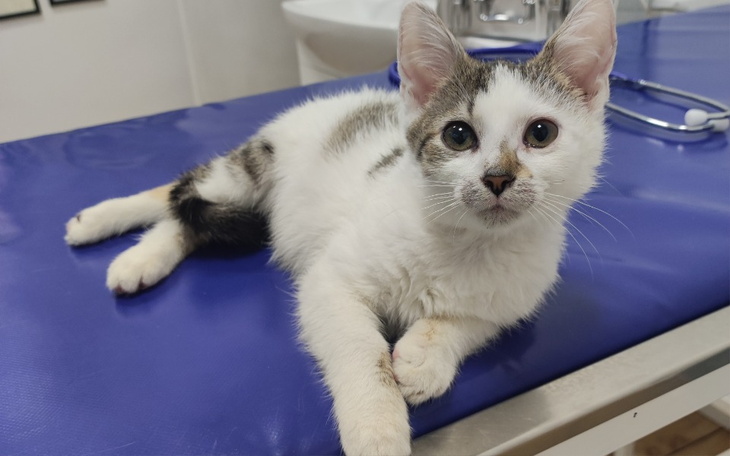 Zbiórka Bunia i jej sprawne łapki... - zdjęcie główne