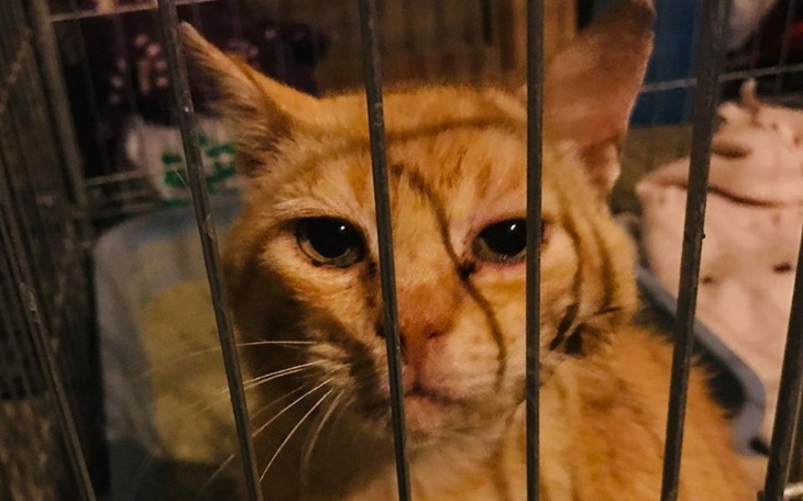 Zbiórka Kocurek z podejrzeniem Fiv - zdjęcie główne