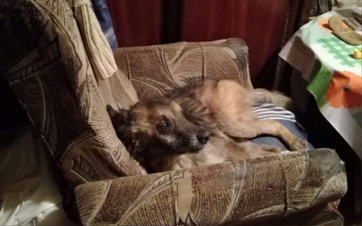 Zbiórka Maksiu starszy piesek pomoc - zdjęcie główne