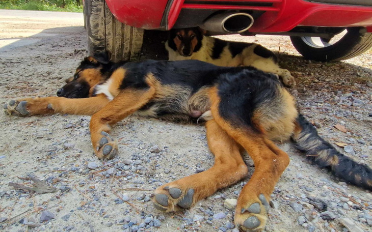 Zbiórka Na kolejne uratowane psiaki - zdjęcie główne