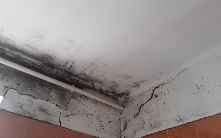 Zbiórka Na odgrzybianie i malowanie - zdjęcie główne