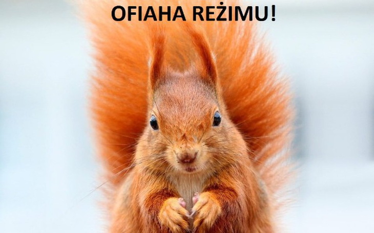 Zbiórka Na Dom Dla Wiewiorek - zdjęcie główne