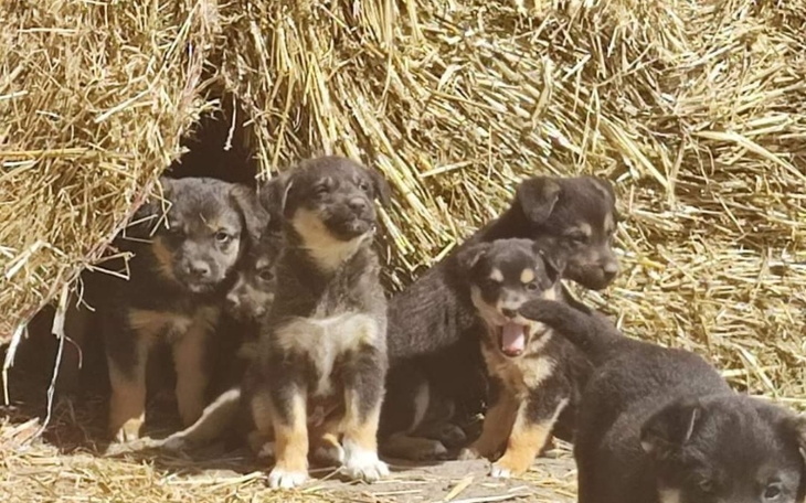 Zbiórka 7 szczeniąt z balonów - zdjęcie główne