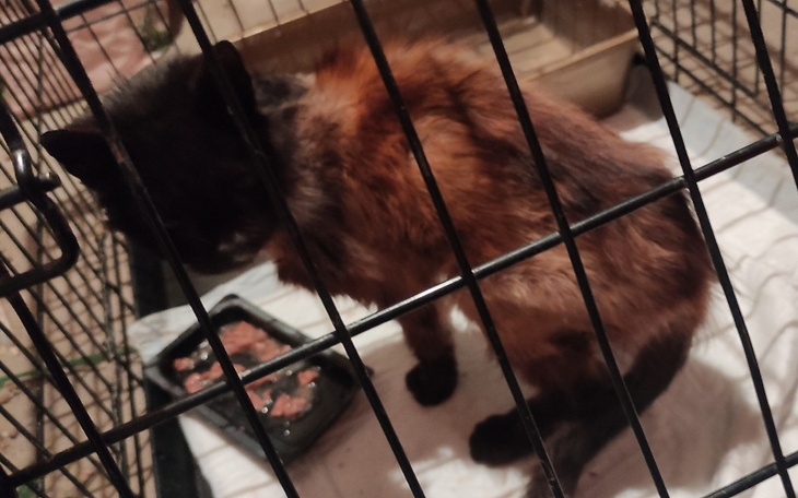 Zbiórka Dla zagłodzonego kocurka - zdjęcie główne