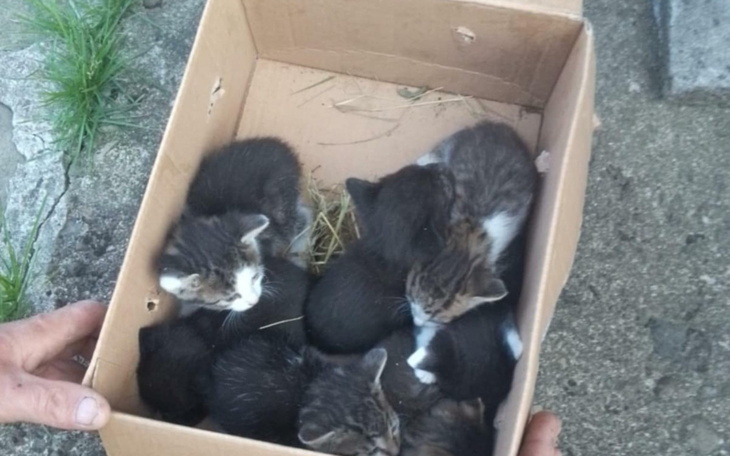 Kocięta w kartonie, złożone w grupie, wyglądają uroczo.