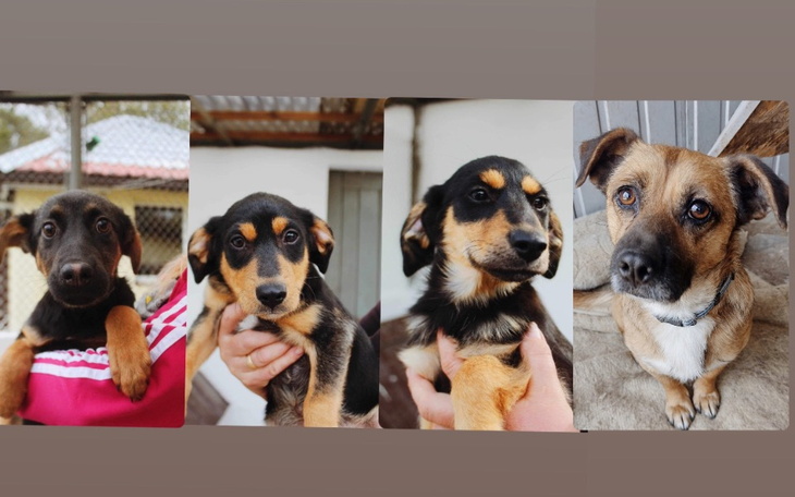 Zbiórka WYCIĄGAMY KOLEJNE PSYzeSZCZYTNA - zdjęcie główne