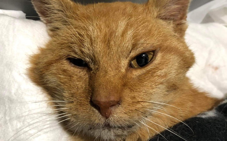 Zbiórka OdmaPłucnaKotekPoWypadkuWalczy - zdjęcie główne