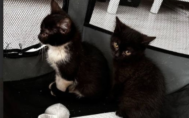 Dwa małe czarne kotki siedzące w transporterze, wyglądające na ciekawskie.