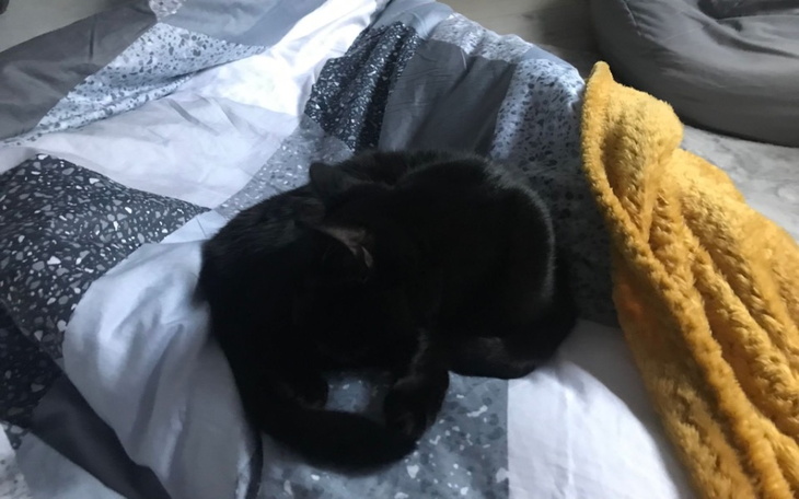 Zbiórka Karma dla mojego kota - zdjęcie główne