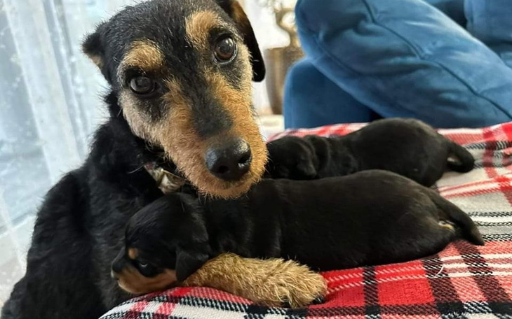 Zbiórka Nasi podopieczni wołają o pomoc - zdjęcie główne