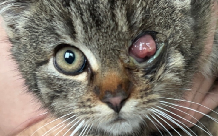 Zbiórka Amputacja oczka uratuj malucha - zdjęcie główne