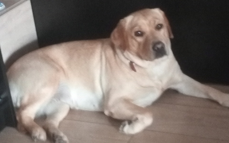 Zbiórka Zbieram na operację kota - zdjęcie główne