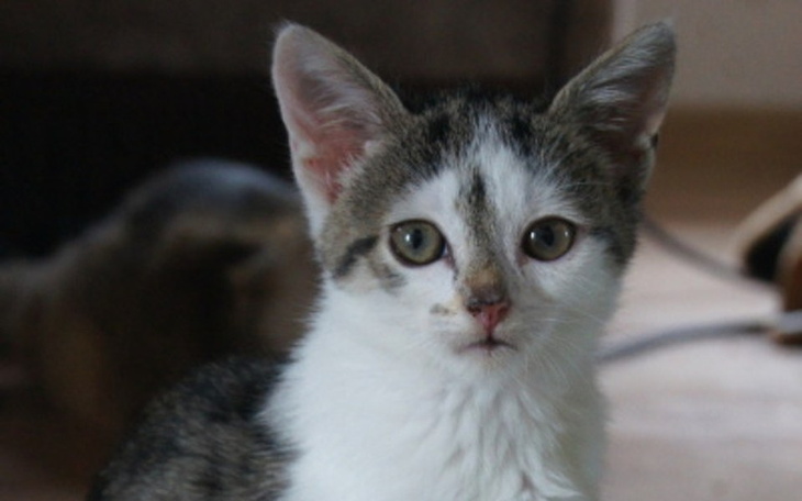 Mały kotek z wyrazem zdziwienia, patrzący w obiektyw.