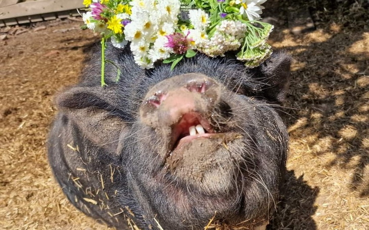 Zbiórka 10 ton buraków dla Świniaków - zdjęcie główne