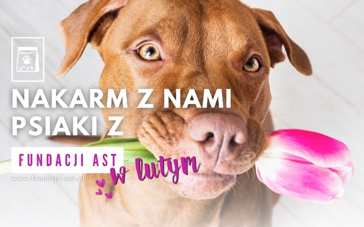 Zbiórka Nakarm z nami psiaki w lutym - zdjęcie główne
