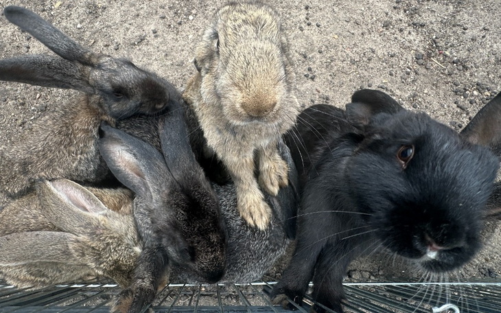 Zbiórka Babie lato w Azylu dla Królików - zdjęcie główne