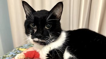 Zbiórka Misja: uratować Melotrona - miniaturka zdjęcia