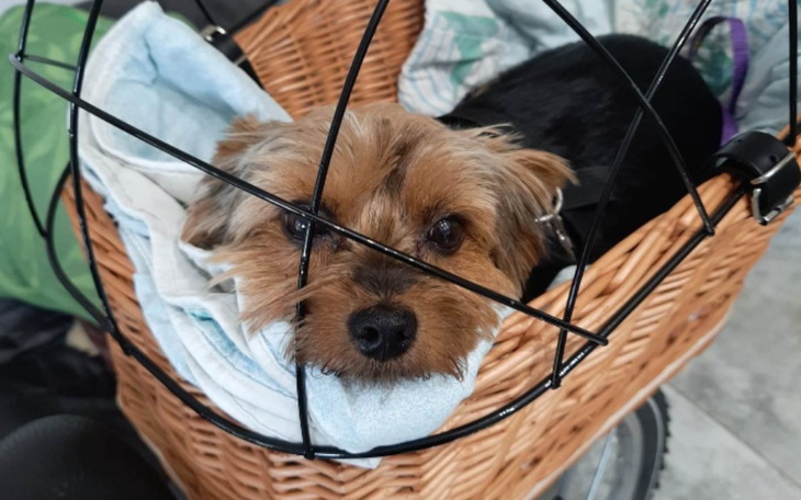 Zbiórka Lady prosi o pomoc - zdjęcie główne