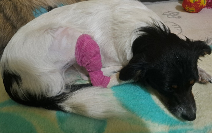 Zbiórka Operacja łapek Perełki - zdjęcie główne