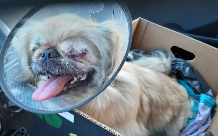 Zbiórka Dla pogryzionej suczki - zdjęcie główne