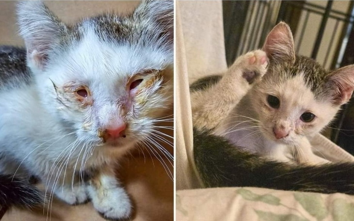 Zbiórka Pomoc dla Kocich Osób - zdjęcie główne