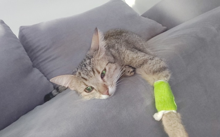 Zbiórka Padaczka u Malucha - zdjęcie główne