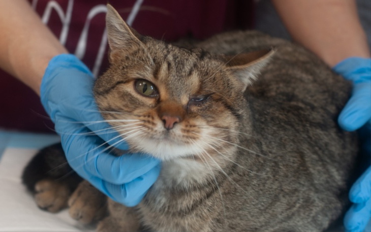 Weterynarz bada kota, który ma problem z okiem.