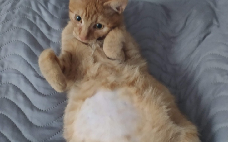 Zbiórka Karmelek chory na FIP - zdjęcie główne