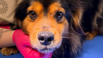 Zbiórka Piotruś cały w kleszczach - miniaturka zdjęcia