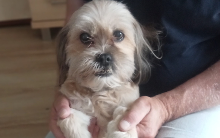 Mały piesek trzymany na rękach przez osobę.