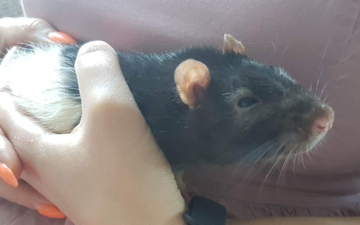 Zbiórka Guziczki, Ślązaczki i reszta - zdjęcie główne