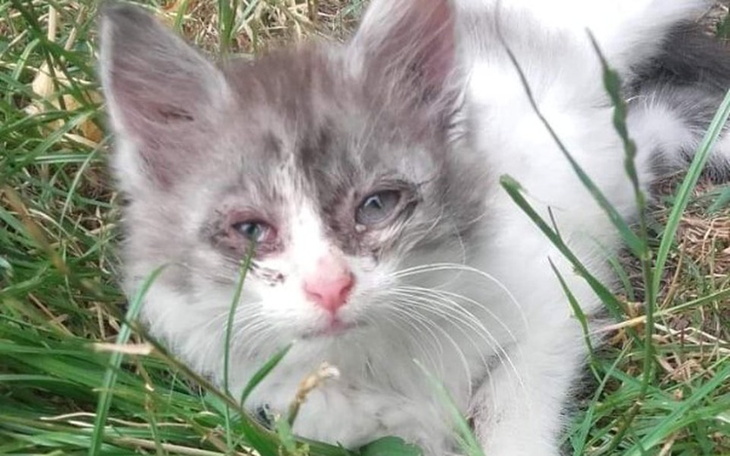 Zbiórka Śnieżynka prosi o pomoc - zdjęcie główne