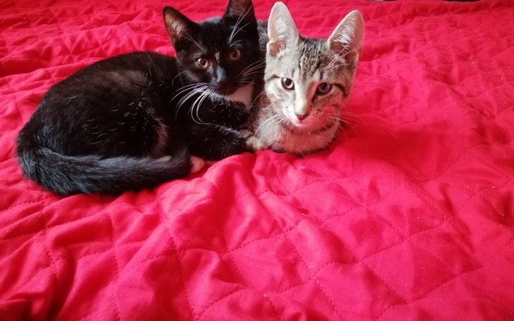 Zbiórka Pomoc dla przygarniętych kotów - zdjęcie główne