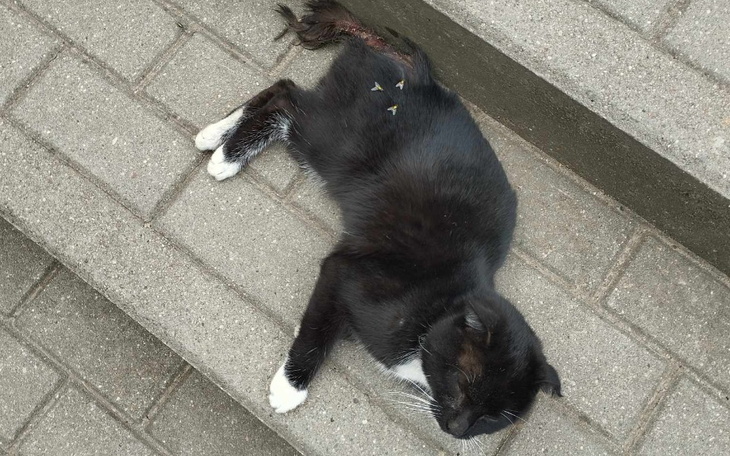 Zbiórka Uszek ze spalonym ogonkiem - zdjęcie główne