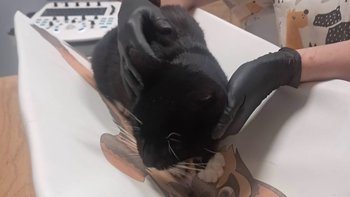 Zbiórka Sama przybiegła po POMOC ❤️ Amber ❤️ - miniaturka zdjęcia