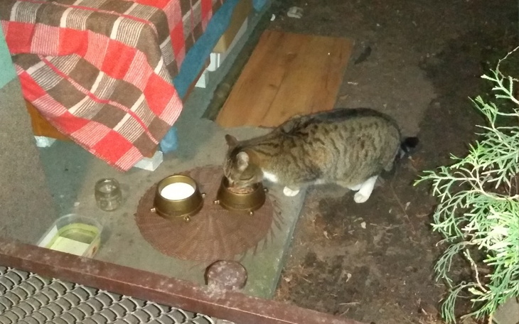 Zbiórka Bezdomny kot z chorobą oczu - zdjęcie główne