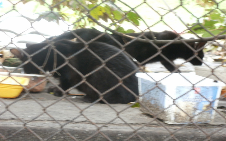 Zbiórka bezdomne zwiątka - zdjęcie główne