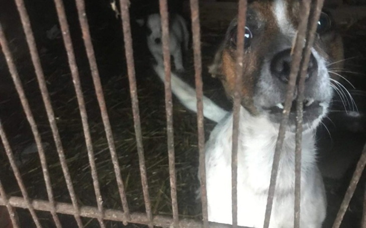 Zbiórka Dramat-ratujemy 8 psów z chlewu. - zdjęcie główne