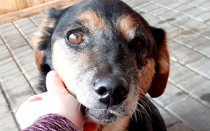 Zbiórka Bambi zbiera na leczenie i hotel - zdjęcie główne