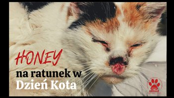 Zbiórka Honey - na ratunek w Dzień Kota - miniaturka zdjęcia