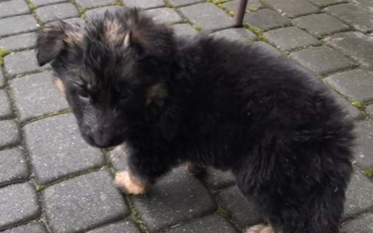 Zbiórka Zbieram na mojego nowego pieska. - zdjęcie główne