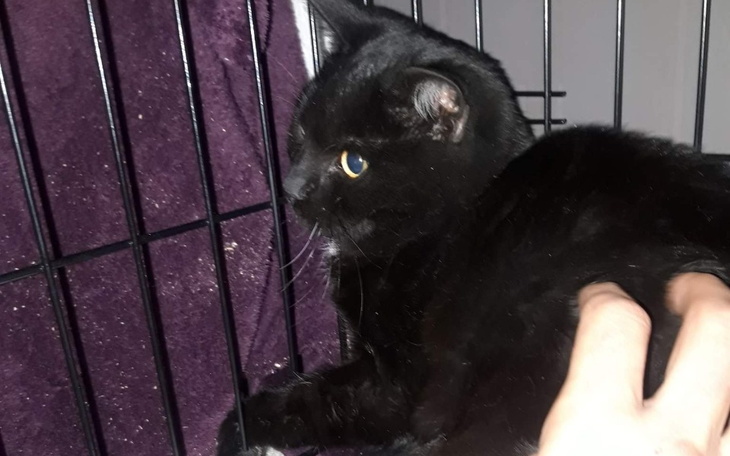 Zbiórka Leczenie kotki z cmentarza - zdjęcie główne