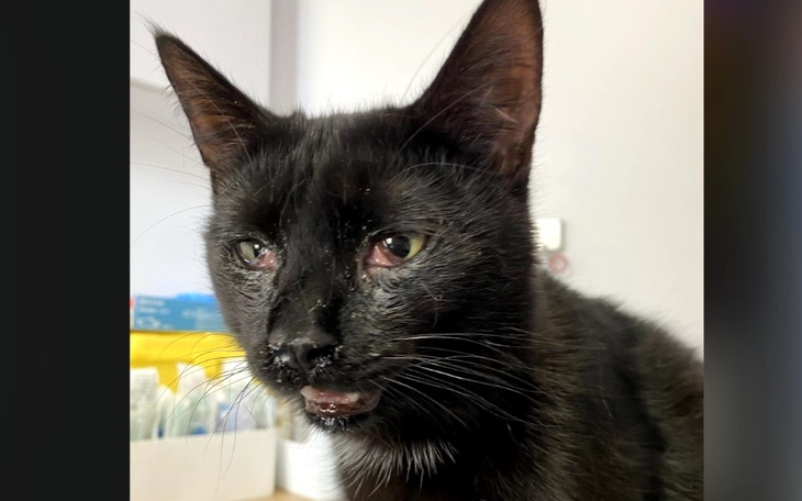 Czarny kot z wyraźnymi oznakami choroby, patrzący w obiektyw.