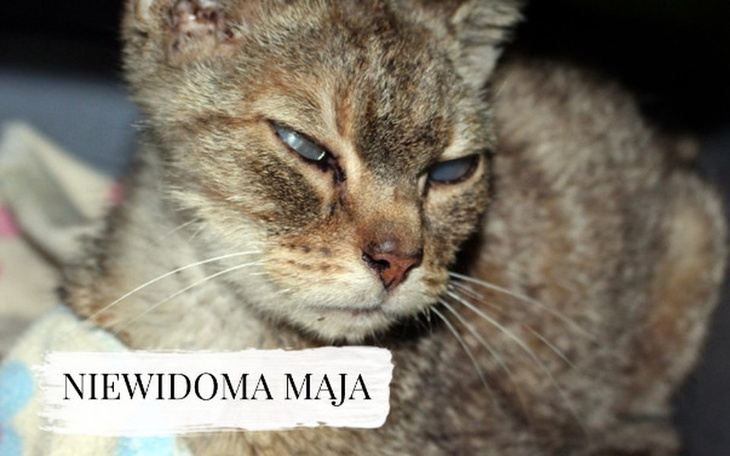 Zbiórka Niewidoma Maja walczy o życie. - zdjęcie główne