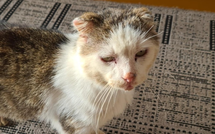 Zbiórka Pomóżmy chorej Kasi i jej kotkom - zdjęcie główne