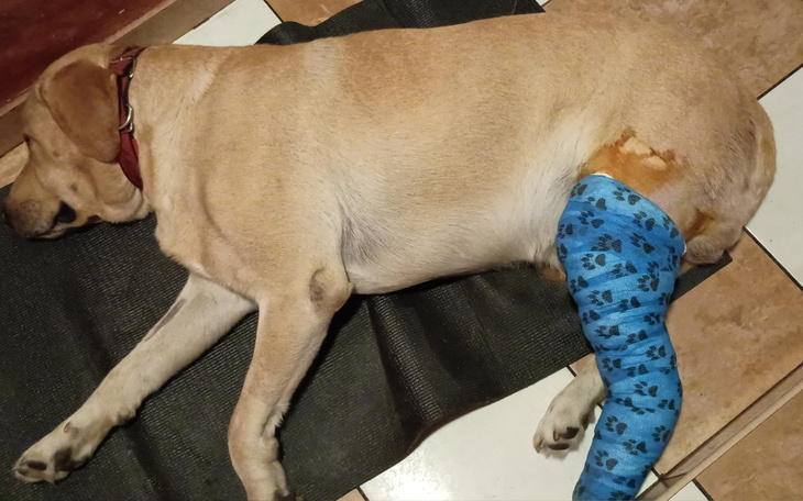Pies śpiący na podłodze z opatrunkiem na nodze.