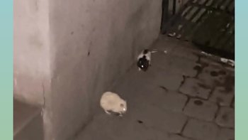 Zbiórka Szczurze maluchy w deszczu... - miniaturka zdjęcia