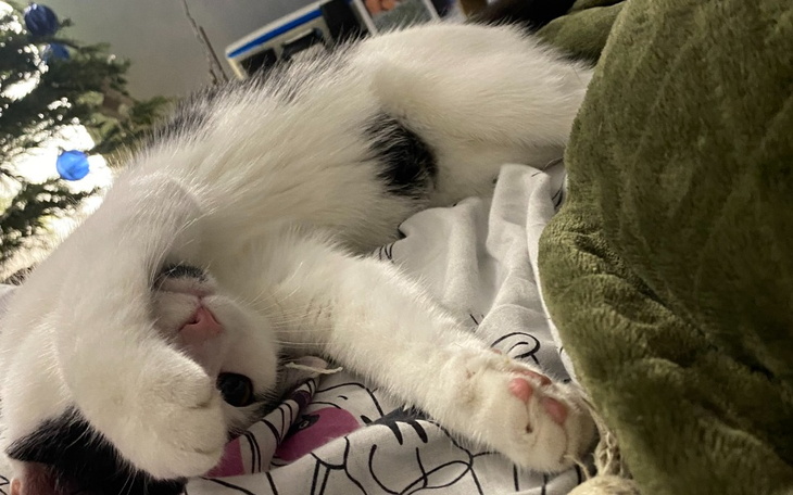 Zbiórka Pomoc w leczeniu dla Rogala - zdjęcie główne